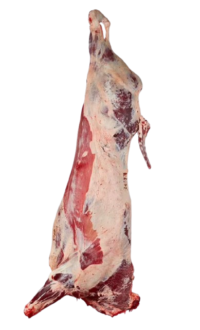 capture removebg preview